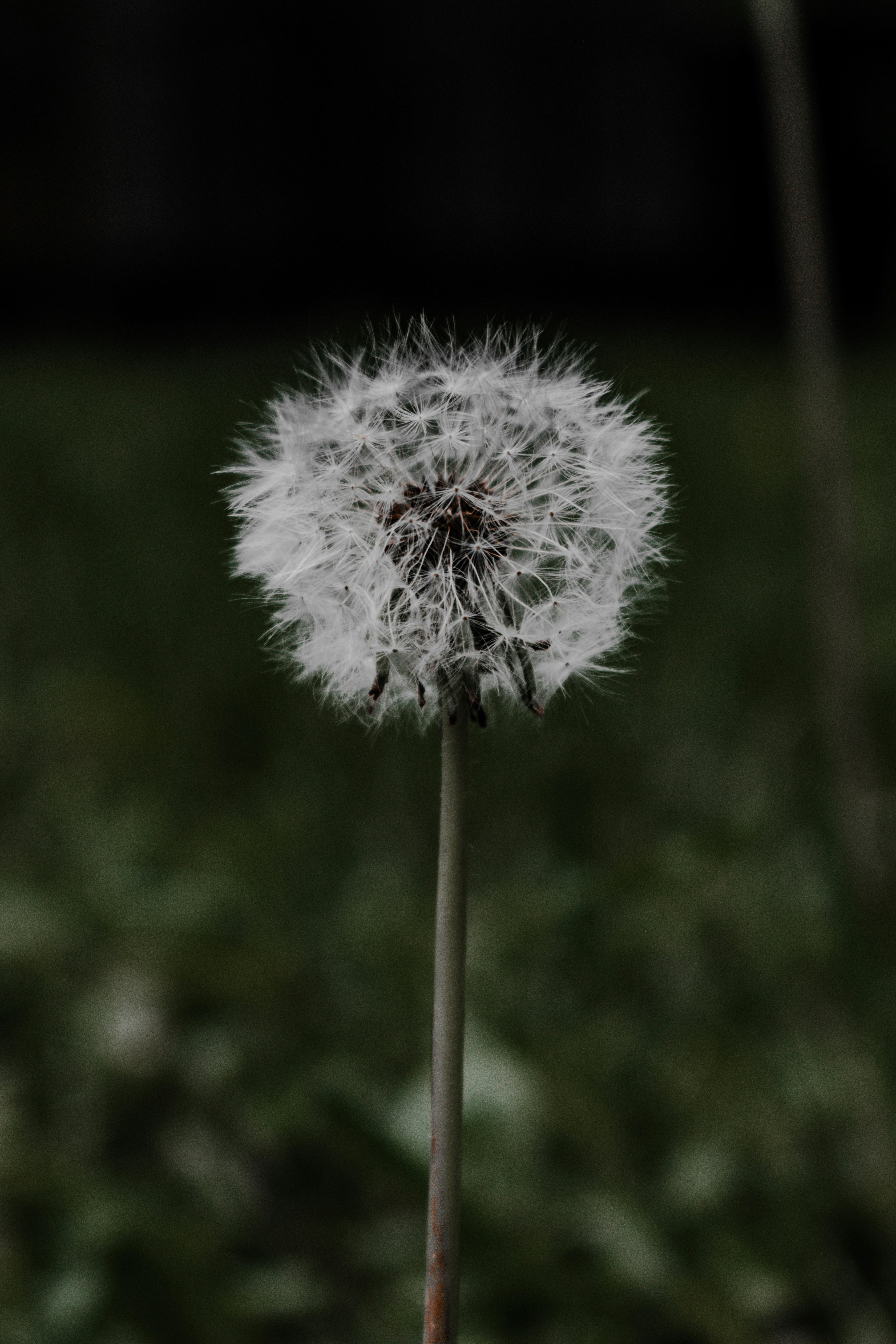 white dandelion in close up photography